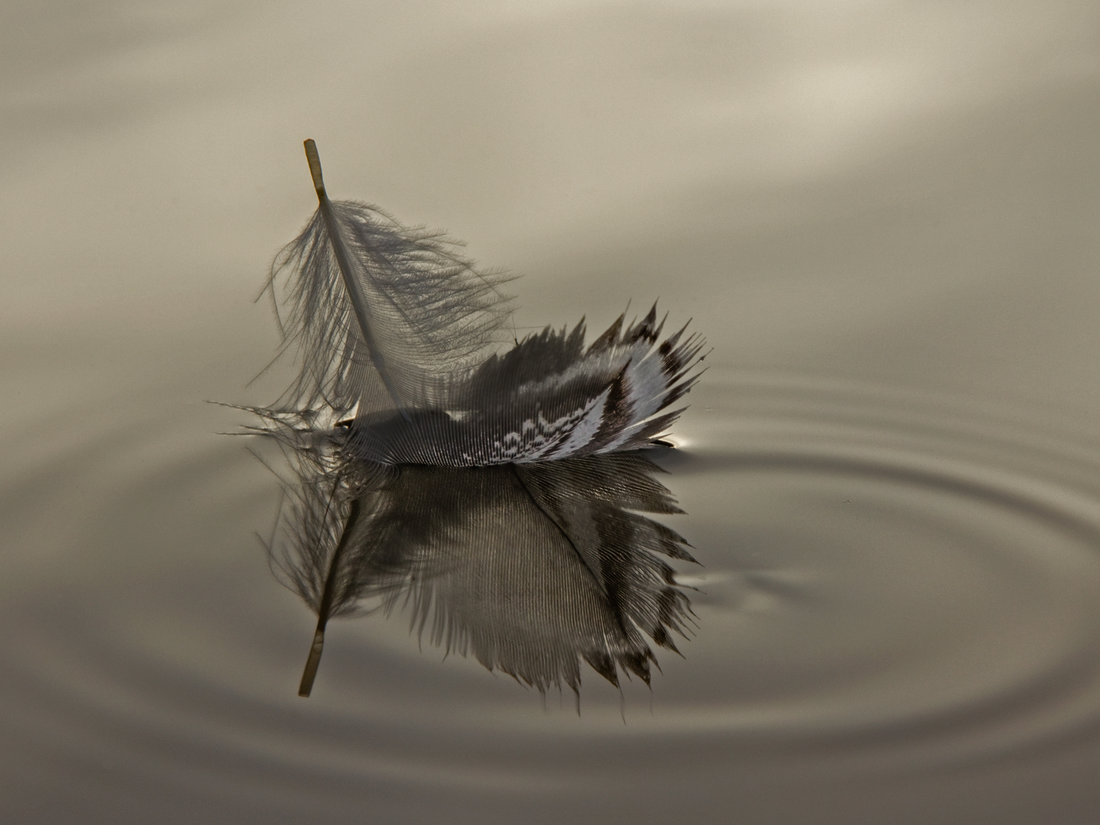 A single white feather gently resting on calm water, symbolising fragile grief and peaceful remembrance.